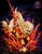 *Pre-order * Black rose Studio Pokemon Arcanine Resin Statue #2